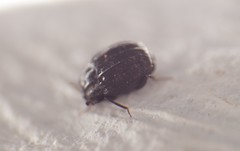 Onthophilus punctatus