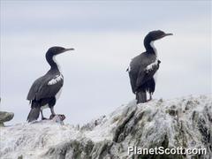 Leucocarbo chalconotus