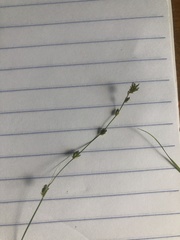 Carex trisperma