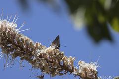 Satyrium saepium
