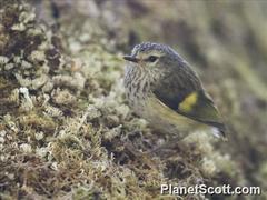 Acanthisitta chloris