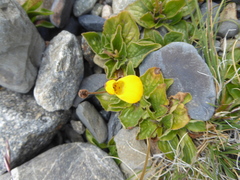 Calceolaria biflora