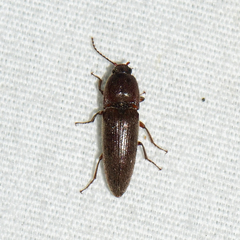 Melanotus communis