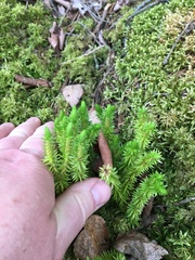 Huperzia appressa