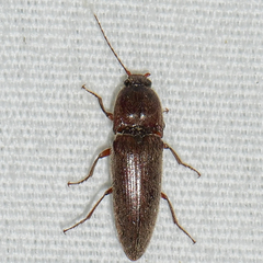 Melanotus communis