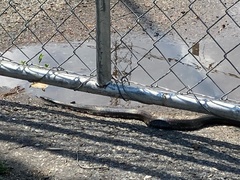 Pantherophis alleghaniensis