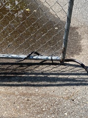 Pantherophis alleghaniensis