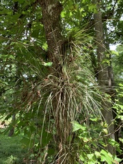 Tillandsia bartramii