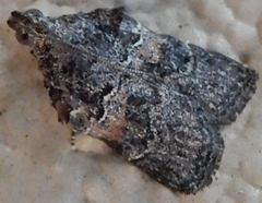 Satole ligniperdalis