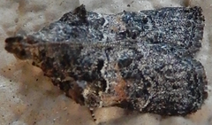 Satole ligniperdalis