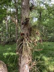 Tillandsia bartramii