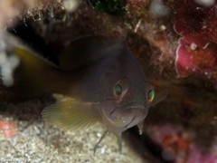 Epinephelus costae
