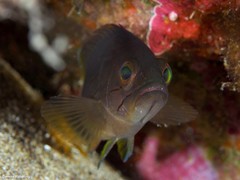 Epinephelus costae