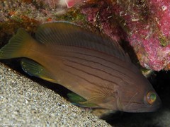 Epinephelus costae