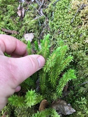 Huperzia appressa