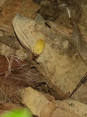 Lamprohiza mulsantii