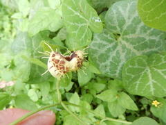 Aristolochia fimbriata