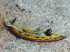 Felimare fontandraui