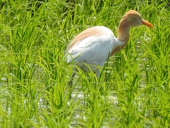 Bubulcus ibis