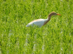 Bubulcus ibis