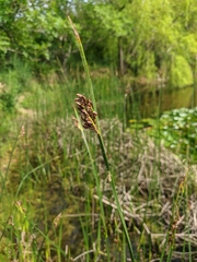 Schoenoplectus litoralis