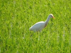 Bubulcus ibis