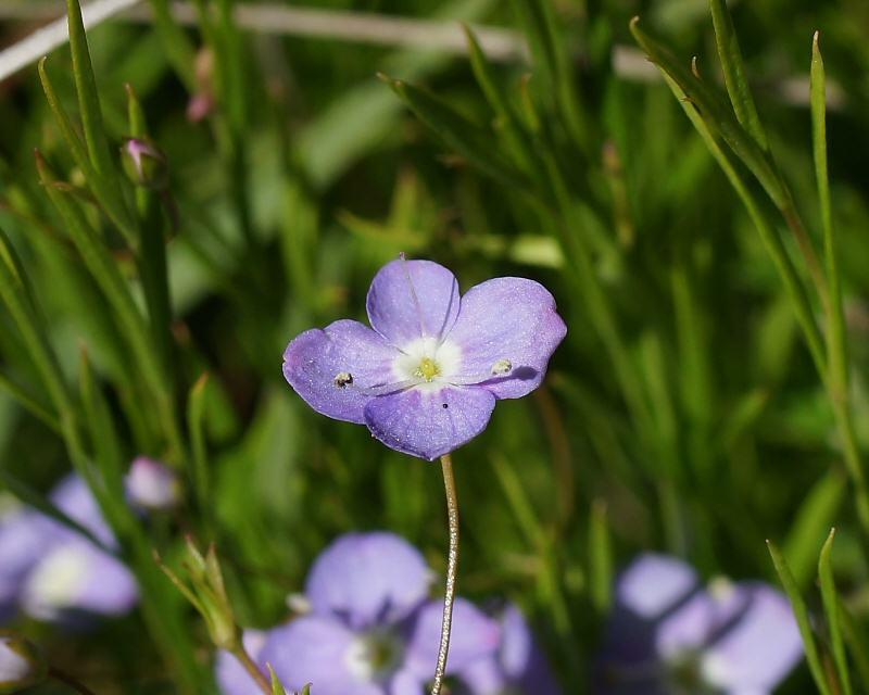 Veronica subtilis