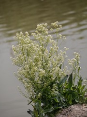 Ionopsidium glastifolium