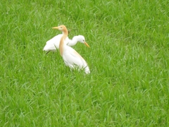 Bubulcus ibis