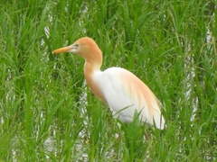 Bubulcus ibis