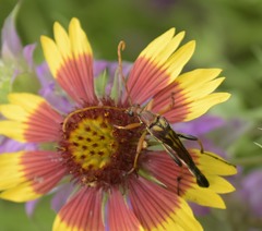 Strangalia virilis