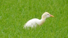 Bubulcus ibis
