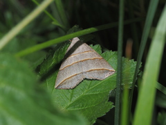 Colobochyla salicalis