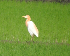 Bubulcus ibis