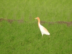 Bubulcus ibis