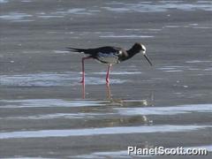 Himantopus novaezelandiae