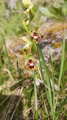 Ophrys insectifera aymoninii