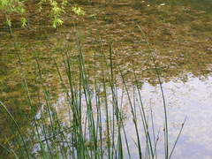 Schoenoplectus litoralis