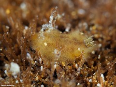 Peltodoris punctifera