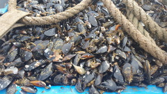 Mytilus galloprovincialis