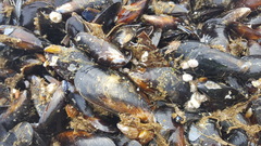 Mytilus galloprovincialis