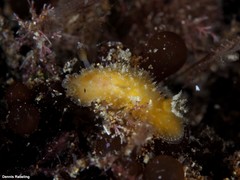Thordisa azmanii