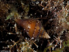 Columbella adansoni
