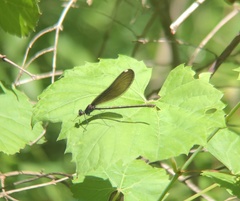 Calopteryx maculata