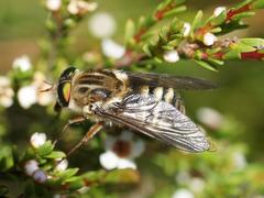 Scaptia patula