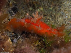 Plocamopherus maderae