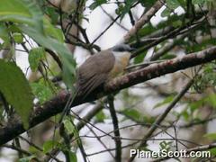 Coccyzus melacoryphus