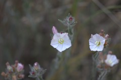 Convolvulus lanuginosus