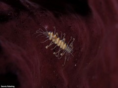 Amblyosyllis madeirensis