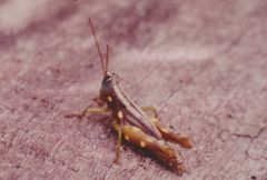 Syntomacris guttulosa